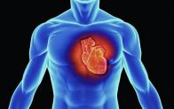 Сердцебиение и норма сердцебиения