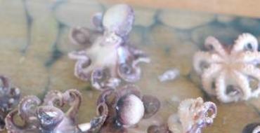 Как готовить замороженных осьминогов