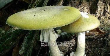 Белый гриб условно съедобный